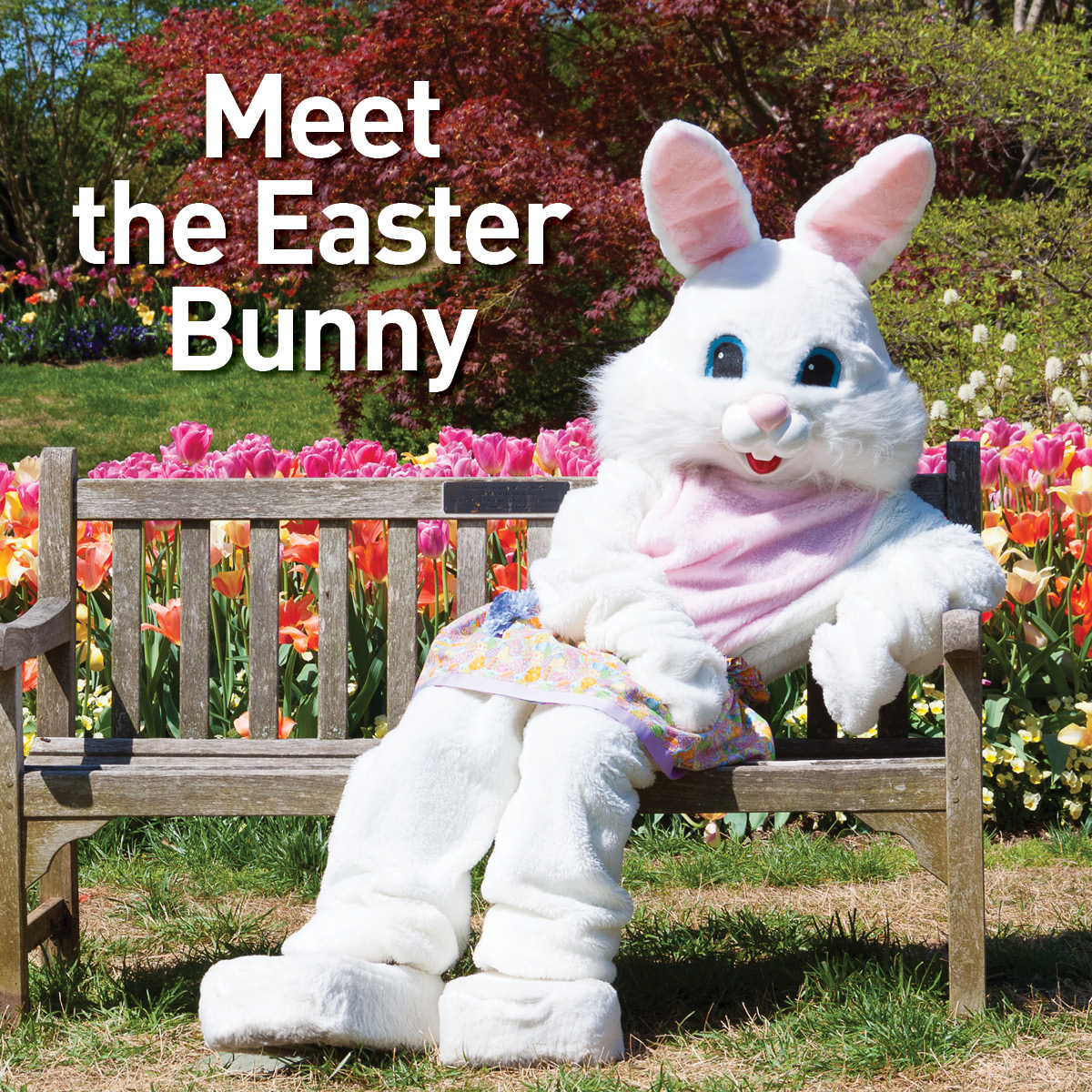 photo of the Easter Bunny sitting on a bench with tulips blooming and the words Meet the Easter Bunny